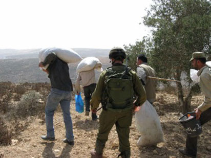 Les Forces d’Occupation Israélienne empêchent la récolte des olives des habitants de Tell