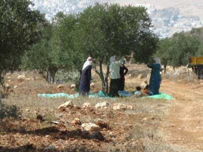 Les agriculteurs du village de Salim découvrent le vol de leurs olives et les dégâts causés aux arbres