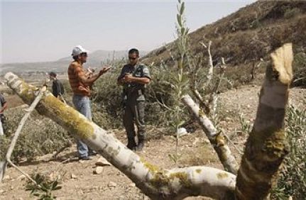 Une vallée agricole utilisée par des agriculteurs palestiniens déclarée zone militaire fermée
