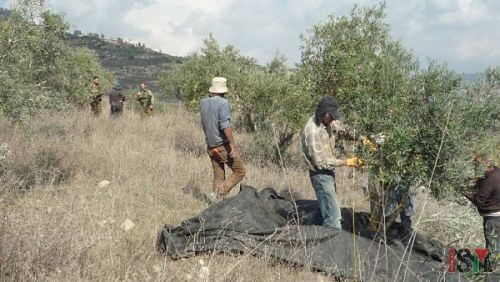 Appel à action : Récolte des olives 2016
