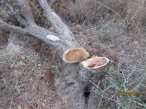 Les occupants de la colonie illégale d’Itamar détruisent 1 500 oliviers