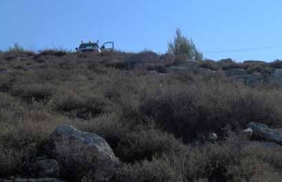 Toujours plus d’intimidation de la part des colons à Naplouse, pendant la cueillette des olives