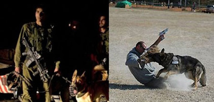 Les forces de l'occupation sioniste entraîneraient des chiens contre les Musulmans