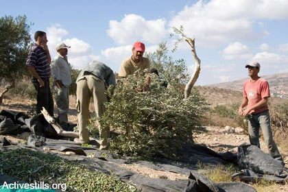 Des colons israéliens attaquent des oliveraies et essaient de voler les olives