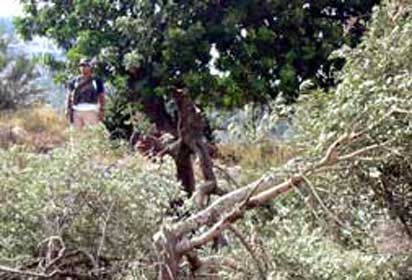 Les colons coupent quarante oliviers sur la terre de Kafr Qadum