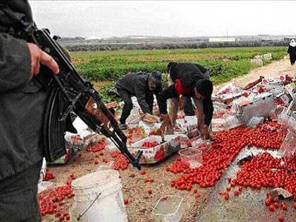 L'agriculture de Gaza meurt en silence