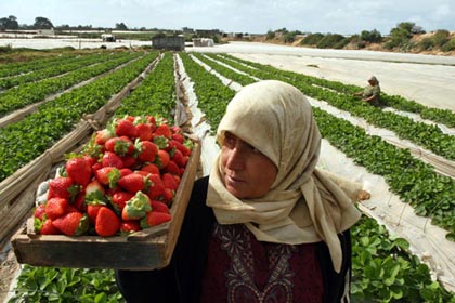 Les souffrances des cultivateurs de fraises et de fleurs coupées sous le siège