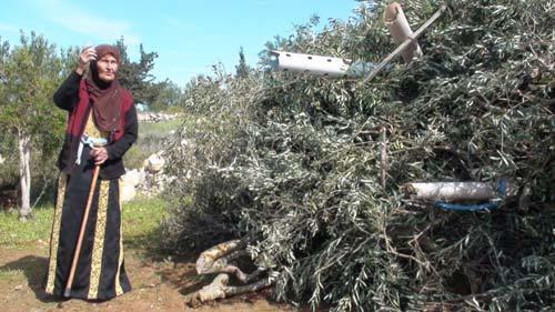 Les attaques des colons volent 500.000$ aux agriculteurs palestiniens sur la récolte des olives 2011