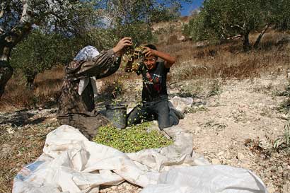 La récolte des olives en Cisjordanie et dans le Bande de Gaza