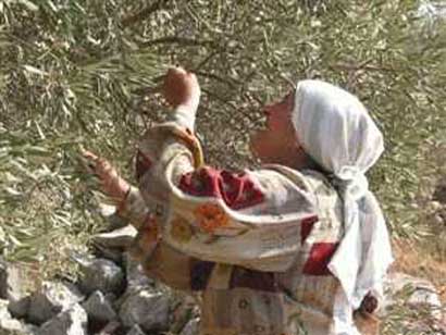 Complément d'informations sur la Campagne de Cueillette des Olives 2006