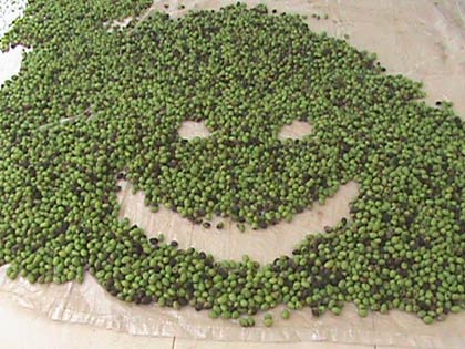 Les olives palestiniennes