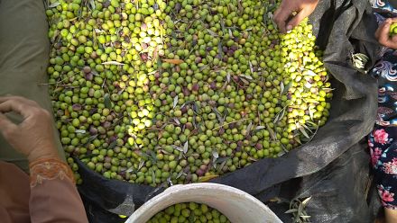 Récolte d'olives et plus encore