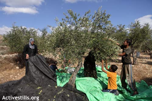 Début de la récolte des olives sous haute tension à Qaryut et à Burin, le 13.10.2011