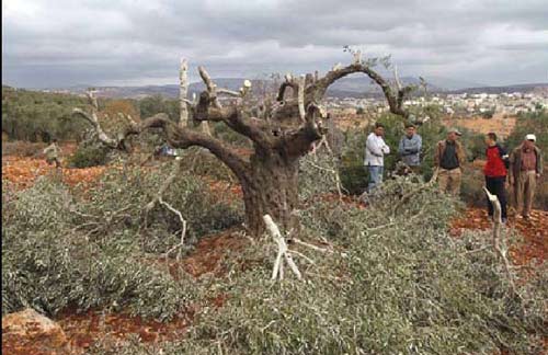 Une très mauvaise récolte des olives cette année en Palestine occupée