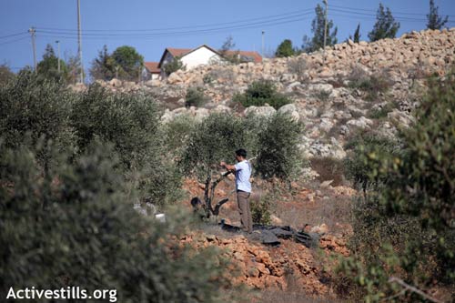 La récolte des olives en Palestine : un acte national de résistance, 16.10.2011