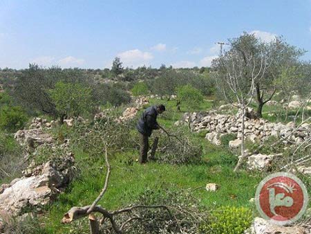 Actes de vandalismes et harcèlements de la part des colons signalés en sud Cisjordanie
