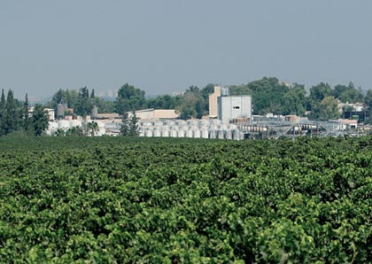 Une société viticole israélienne quitte une colonie pour s'installer dans un Kibbutz du nord d'Israël