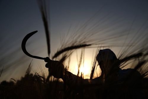 Les agriculteurs palestiniens pris entre le marteau israélien et l’enclume de l’Autorité palestinienne