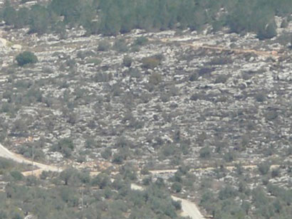 Des colons attaquent et brûlent 400 oliviers dans le village d’Awarta