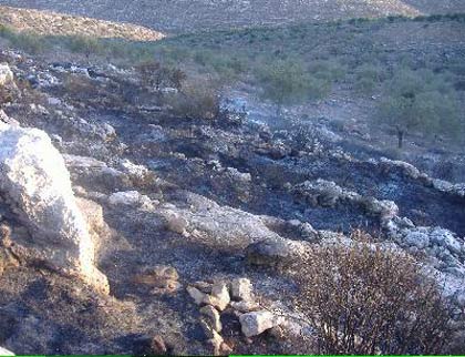 Les colons incendient 200 arbres fruitiers à Immatin
