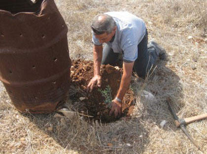 Iraq Burin : les fermiers et les bénévoles internationaux plantent 45 oliviers sur une terre reprise à une colonie voisine
