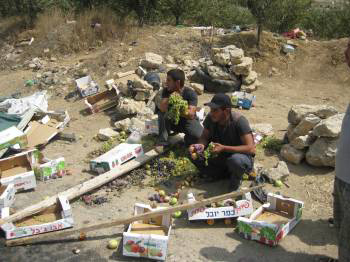 Des soldats et des policiers israéliens attaquent des vendeurs de fruits à Beit Ommar