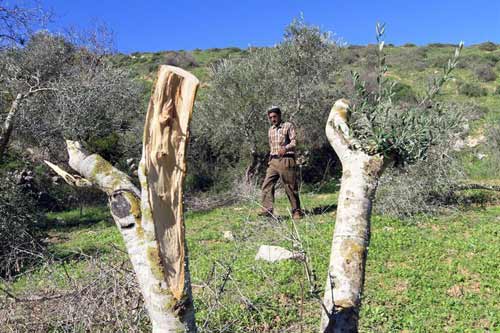 Burin, près de Naplouse : 70 oliviers saccagés par des vandales sionistes