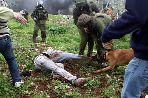 Quand les gaz lacrymogènes et les balles ne suffisent pas, les soldats israéliens lâchent les chiens sur les manifestants palestiniens non armés (vidéo)