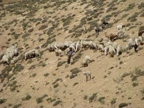 Pacage dans les collines du sud d'Hébron, entre tragédie et promesses des Ecritures