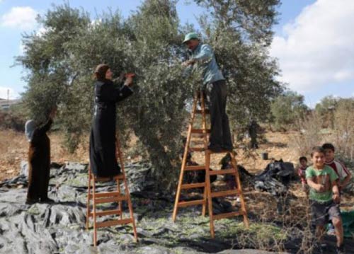 La récolte des olives dans Gaza enfermée