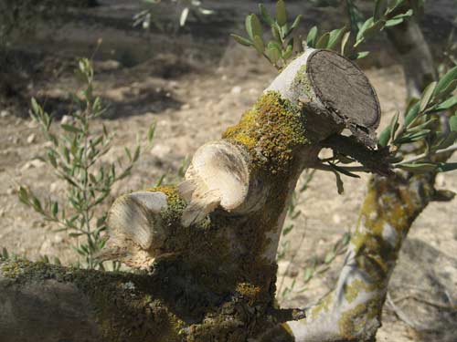 A l'approche de la récolte des olives, les colons sionistes se déchainent : plus de 150 oliviers détruits près de Naplouse et d'Al-Khalil en 2 jours