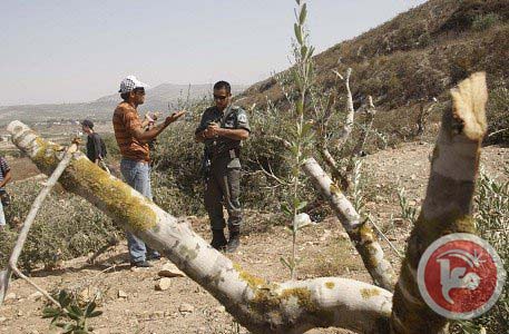 300 oliviers détruits près de Ramallah aujourd'hui