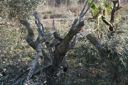 Punir les oliviers
