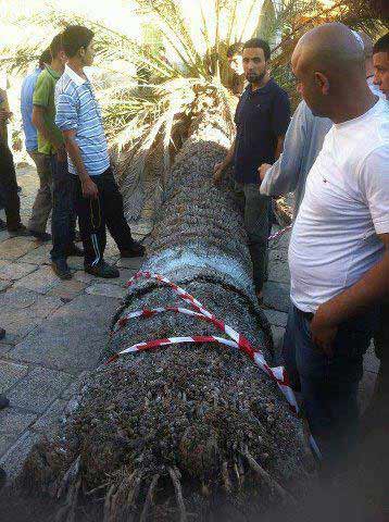 Israël accusé de la chute de deux palmiers près de la Mosquée al-Aqsa