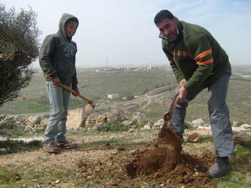Replanter des arbres pour résister à l'occupation à Hébron et à Ni'ilin