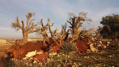 L’occupation déracine plus de 2.000 oliviers pour une nouvelle route coloniale à Qalqilia