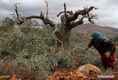 L'occupation vole 120 hectares de terres palestiniennes (vidéo)