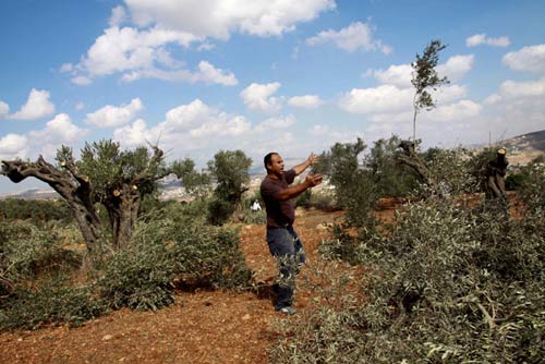 Les vandales détruisent 120 oliviers à Qaryut, près de Naplouse