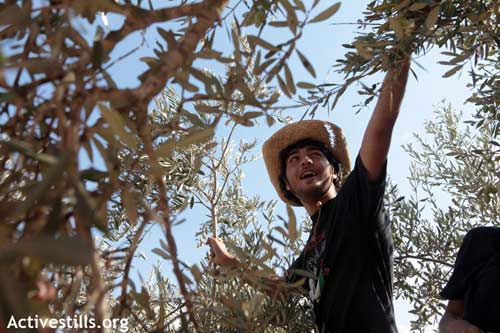La récolte des olives à Kfrer Qalil, près de Naplouse