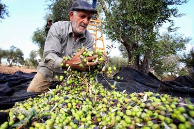 La récolte des olives palestiniennes et la propagande israélienne