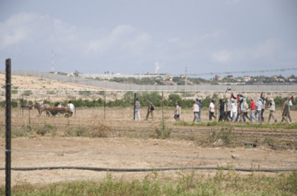 Gaza - la récolte des olives commence dans la zone-tampon de Beit Hanoun tandis que les snipers israéliens tirent sur les cueilleurs de fraises à Beit Lahiya